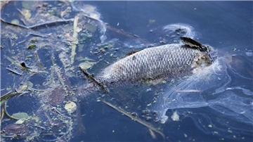 „An einigen Stellen der Bucht gibt es im Moment kein Leben mehr, unsere Fische sind durch Sauerstoffmangel gestorben.“ (Archivbild)