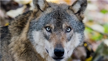 An ihm scheiden sich die Geister: Die einen halten den Wolf für ein faszinierendes Tier, das geschützt werden muss, die anderen fürchten um ihre Tiere, die oft leichte Beute für das Raubtier sind.