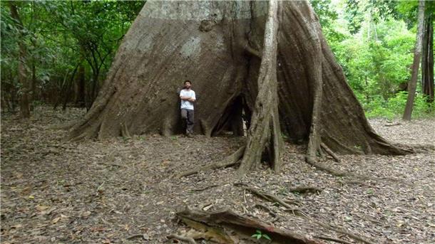Baumringe verraten, was sich im Amazonas verändert An Regenwaldbäumen ist zu erkennen, welche Spuren längst vergangene Regenfälle hinterlassen haben.