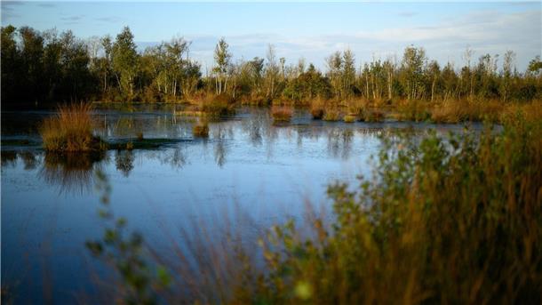 „Enorme Chance für Klimaschutz“ - BUND setzt auf nasse Moore Anders als etwa das Goldenstedter Moor in der Diepholzer Moorniederung sind viele Moorflächen in Niedersachsen entwässert und damit nicht mehr intakt. (Archivbild)