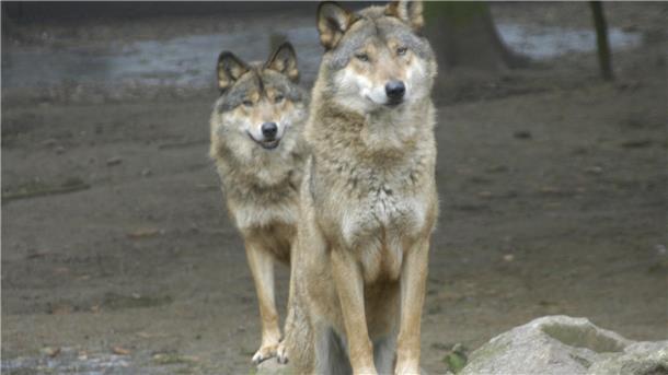 Anders als Wölfe im Zoo sind die Tiere in freier Wildbahn eher scheu. Sollte es dennoch zu einer Begegnung kommen, gibt es auch speziell für Hundehalter Empfehlungen.