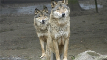 Anders als Wölfe im Zoo sind die Tiere in freier Wildbahn eher scheu. Sollte es dennoch zu einer Begegnung kommen, gibt es auch speziell für Hundehalter Empfehlungen.