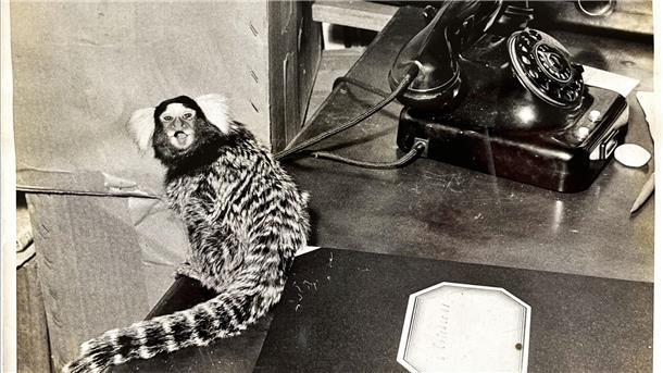 Schwarz-Weiß-Foto: Ein Pinseläffchen sitzt in den Tiergrotten Bremerhaven auf einem Schreibtisch.