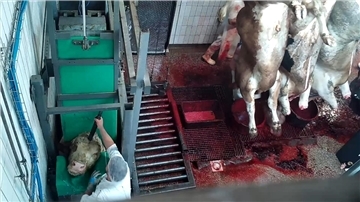 ANINOVA liegt nach eigenen Angaben aus dem Schlachthof Videomaterial vor.