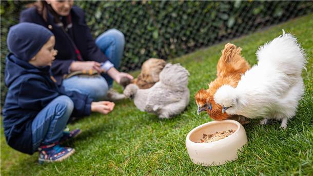 Seidige Leihhühner über Ostern besonders gefragt Anna Gottwald und ihr Sohn Collin füttern Zwerg-Seidenhühner im Garten der Familie in der Region Hannover.