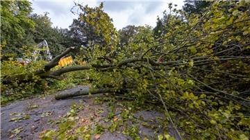 Arbeiter zerlegen den Baum, der aus bisher ungeklärter Ursache umgestürzt ist.