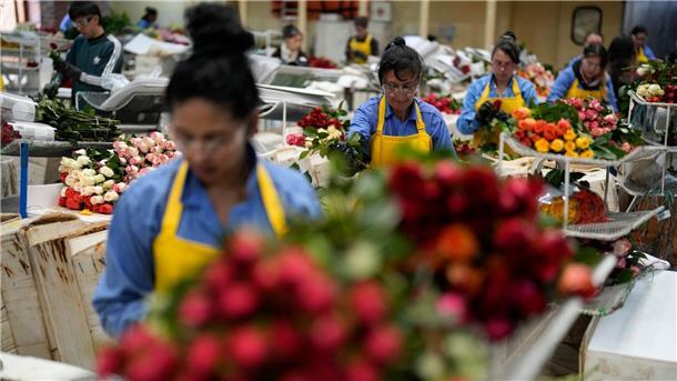 Wie nachhaltig sind Schnittblumen? Arbeiterinnen verpacken in Kolumbiens Hauptstadt Bogotá Rosen für den Versand.