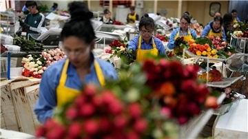 Arbeiterinnen verpacken in Kolumbiens Hauptstadt Bogotá Rosen für den Versand.