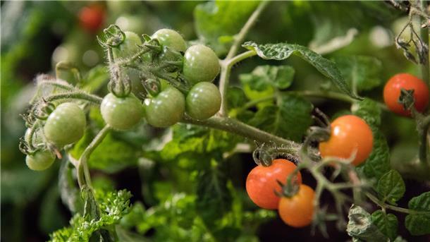 Tomatenpflanze trägt Früchte