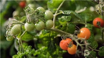 Tomatenpflanze trägt Früchte