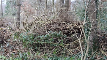Asthaufen liegen an einem Waldstück am Ortsrand von Breddorf. Diese sollte der Eigentümer entfernen. Jetzt berichtet der BUND von einem Erfolg.