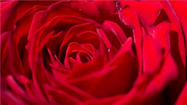 Auch 2024 werden wieder Rosen verteilt.