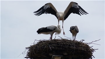 Ein erwachsener Storch und zwei Jungtiere auf einem Nest.