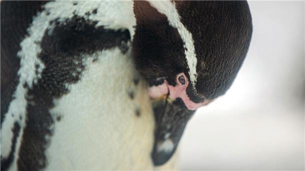 Frühling im Zoo am Meer: 5 Dinge, die Besucher wissen müssen Ein Pinguin in Nahaufnahme. Auch bei den Pinguinen im Zoo am Meer Bremerhaven steht der Frühjahrsputz an – gründliche Gefiederpflege ist angesagt!