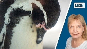 Pinguin
