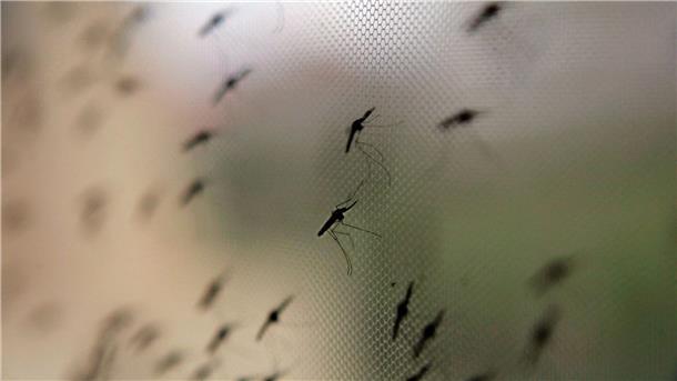 Ägypten jetzt offiziell malariafrei Auch der ägyptische Pharao Tutanchamun litt an Malaria. Moskitonetze können heute helfen. (Archivbild)