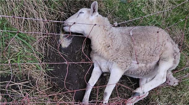 Auch dieses Schaf wurde ein Opfer des Wolfsangriffs in der Gemeinde Steinau. Foto: Reinecke