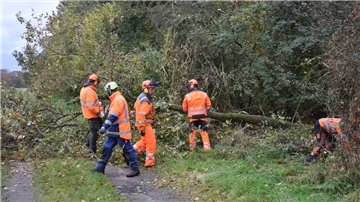 Das Foto zeigt Kursteilnehmer, wie sie einen Baum zersägen.  