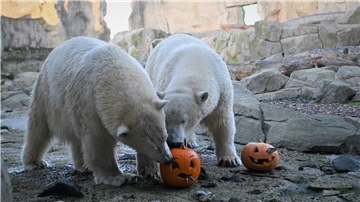 Auch für Anna und Elsa beginnt die Halloween-Zeit. Allerdings muss auch zur gruseligen Jahreszeit Energie gespart werden.