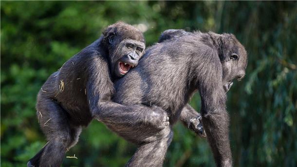 Schabernack ist älter als die Menschheit Auch Gorillas treiben laut Analysen gern Schabernack mit anderen.