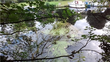tote Fische in der Geeste