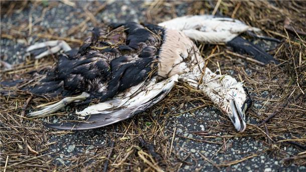 Auch in der Region grassiert wieder die Vogelgrippe.