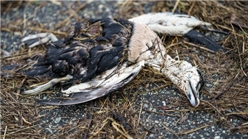 Auch in der Region grassiert wieder die Vogelgrippe.