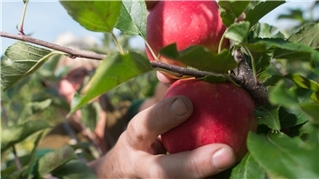 Auch in kleinen Gärten kann man leckere Ernte vom Obstgehölz einfahren. Unser Gartenexperte Michael Meyer erklärt, wie.