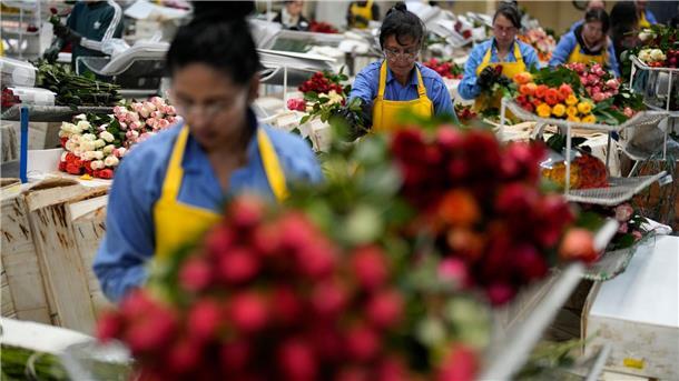 Auch in Kolumbien werden Schnittblumen produziert. (Archivbild)