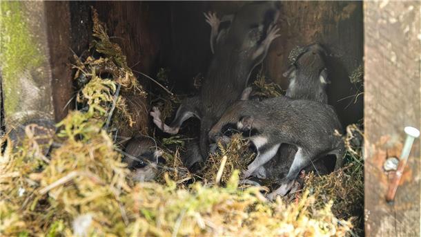 Gartenschläfer ist Gartentier des Jahres Auch in Nistkästen bauen die kleinen Tiere ihre Nester - wie hier im Harz. (Archivbild)