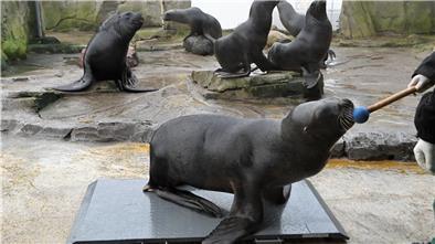 Inventur im Zoo am Meer: Tiere mit Mayonnaise auf die Waage gelockt Auch mit kleinen Tricks versuchen die Mitarbeiter, die Tiere zu zählen und unter anderem ihr Gewicht zu ermitteln. Bei den Seelöwen hat das ebenso geklappt wie zum Beispiel bei diesem Kaiserschnurrbarttamarin.