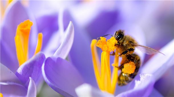 Sammeln mit Bauch und Beinen Auch ohne Tasche können Bienen Pollen und Nektar sammeln.