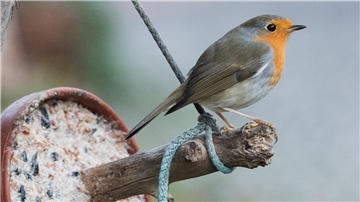 Auch Rotkehlchen haben es im Winter oft nicht leicht, an Futter zu kommen. Doch man kann ihnen helfen. Die Deutsche Wildtier-Stiftung verrät, wie. 
