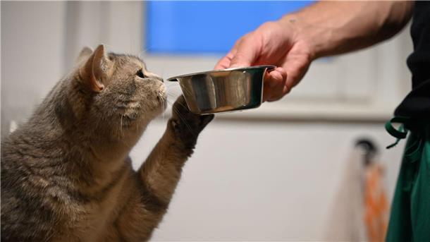 Linkspfoter - Auch Tiere haben eine Lieblingsseite Auch Tiere können im Alltag eine Lieblingspfote benutzen.