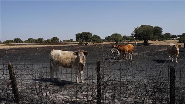 Deutsche Feuerwehrleute in Spanien - 40 Waldbrände zugleich Auch Wild- und Weidetiere leiden stark unter den Waldbränden.