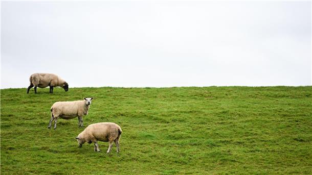 Abschüsse von Wölfen sollen leichter werden Auf Deichen sind Regelungen zum Schutz der Weidetiere schwieriger - und deshalb sollen dort Wolfs-Abschüsse leichter möglich werden.