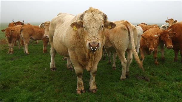 Auf dem Hof von Matthias und Inge Hümme zwischen Tossens und Eckwarden leben mehr als 100 Fleischrinder der Rassen Limousin und Blonde d’Aquitaine. Mitten unter den ganzen Damen unterschiedlicher Herkunft lebt Zuchtbulle Bruno – ein Blonde d’Aquitaine.