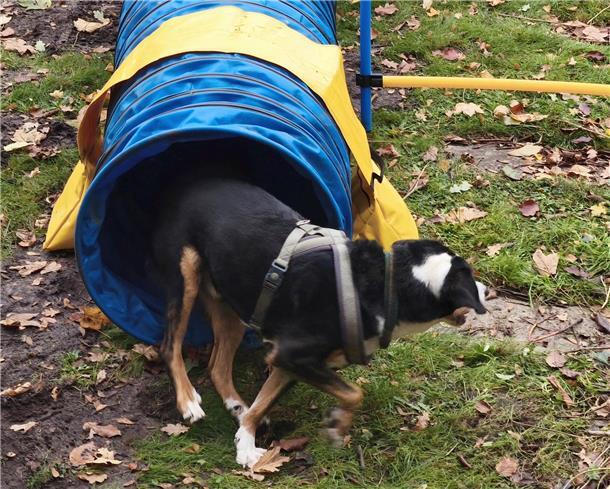 Auf dem Hundehof von Verena Heuwinkel in Bremerhaven gab es für Hunde und ihre B...
