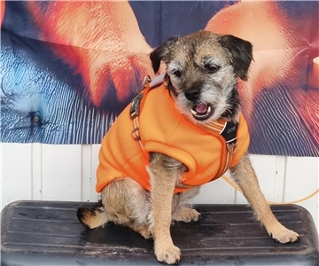 Auf dem Hundehof von Verena Heuwinkel in Bremerhaven gab es für Hunde und ihre B...