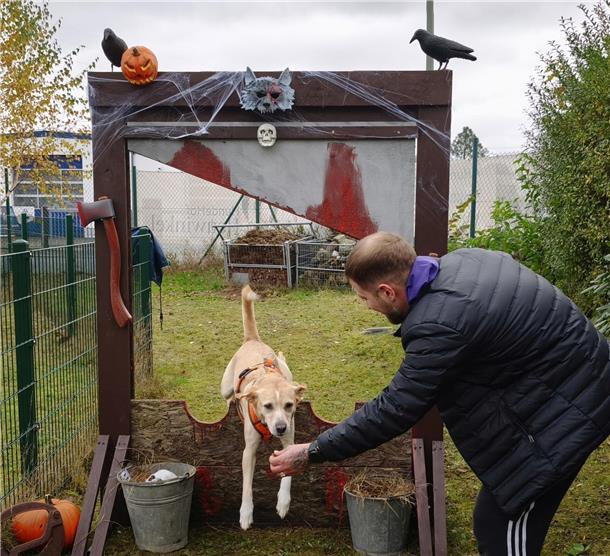 Auf dem Hundehof von Verena Heuwinkel in Bremerhaven gab es für Hunde und ihre B...