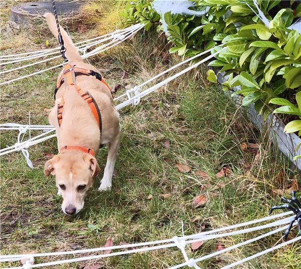 Auf dem Hundehof von Verena Heuwinkel in Bremerhaven gab es für Hunde und ihre B...