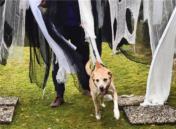 Auf dem Hundehof von Verena Heuwinkel in Bremerhaven gab es für Hunde und ihre B...