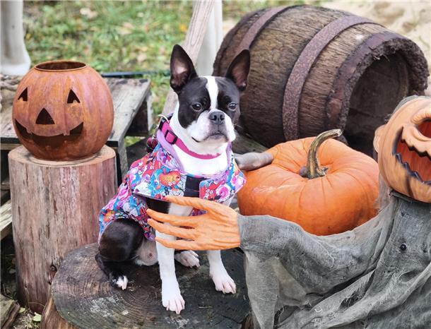Auf dem Hundehof von Verena Heuwinkel in Bremerhaven gab es für Hunde und ihre B...