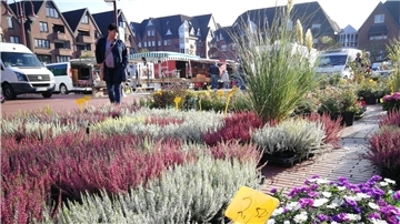 Auf dem Nordenhamer Wochenmarkt bieten verschiedene Händler gerade jetzt zur Pflanzzeit ein breites Angebot an Blumen, Stauden und diversen Sträuchern an.