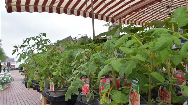 Auf dem Nordenhamer Wochenmarkt werden zurzeit besonders viele Setzlinge von Gemüsepflanzen gekauft.