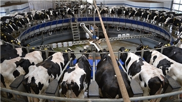 Auf dem riesigen Melkkarussell auf dem Betrieb Luerßen in Uthlede können bis zu 300 Kühe in der Stunde gemolken werden.