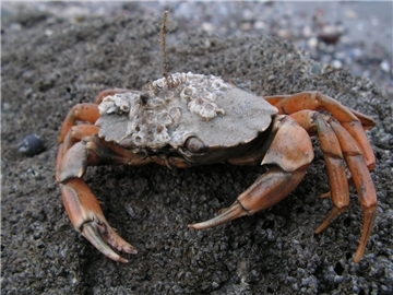 Auf dem Rücken dieser Strandkrabbe haben sich Seepocken festgesetzt, die ebenfal...