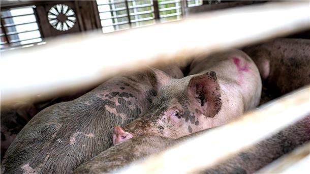 Urteil nach Schlachthof-Einbruch: Aktivisten sollen zahlen Auf dem Schlachthof werden pro Woche rund 15.000 Schweine geschlachtet.