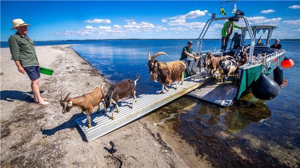 Auf dem Weg zum Job: 22 Ziegen des Vereins Dummersdorfer Ufer sollen in den nächsten Monaten die Vegetation auf der Vogelschutzinsel niedrig halten.