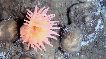 Seeanemonen